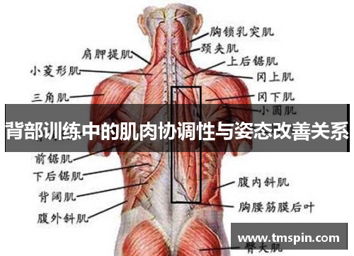 背部训练中的肌肉协调性与姿态改善关系