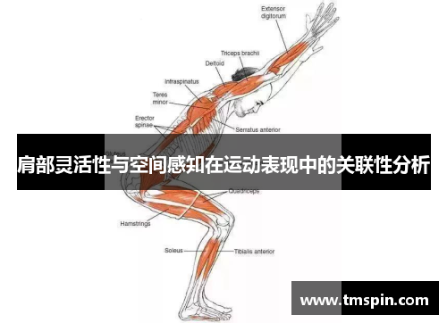 肩部灵活性与空间感知在运动表现中的关联性分析